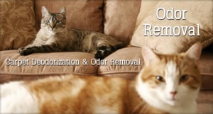 pet odor removal service Jacksonville and North Florida